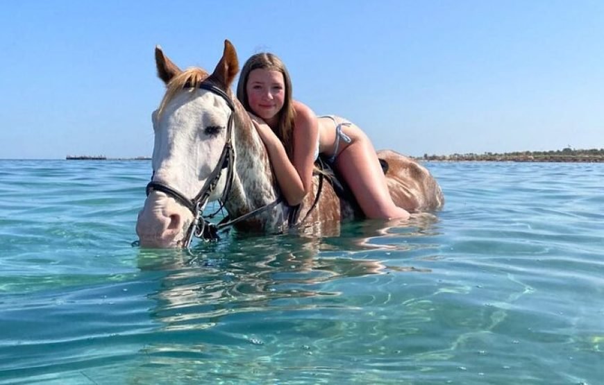 Horse on the Beach in Hurghada