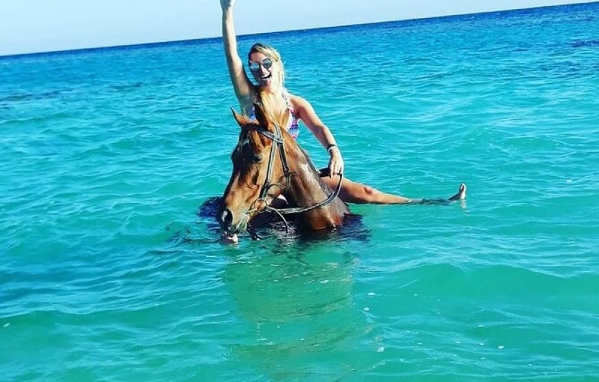 Horse on the Beach in Hurghada