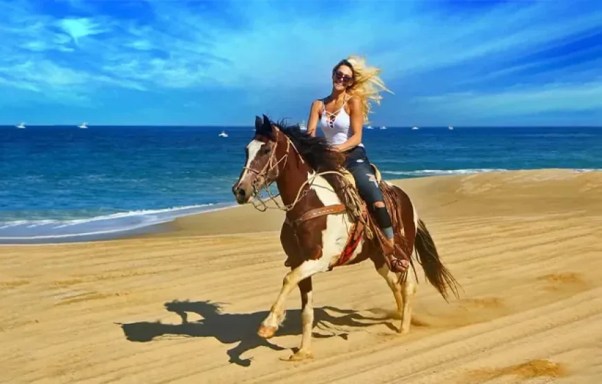 Horse on the Beach in Hurghada